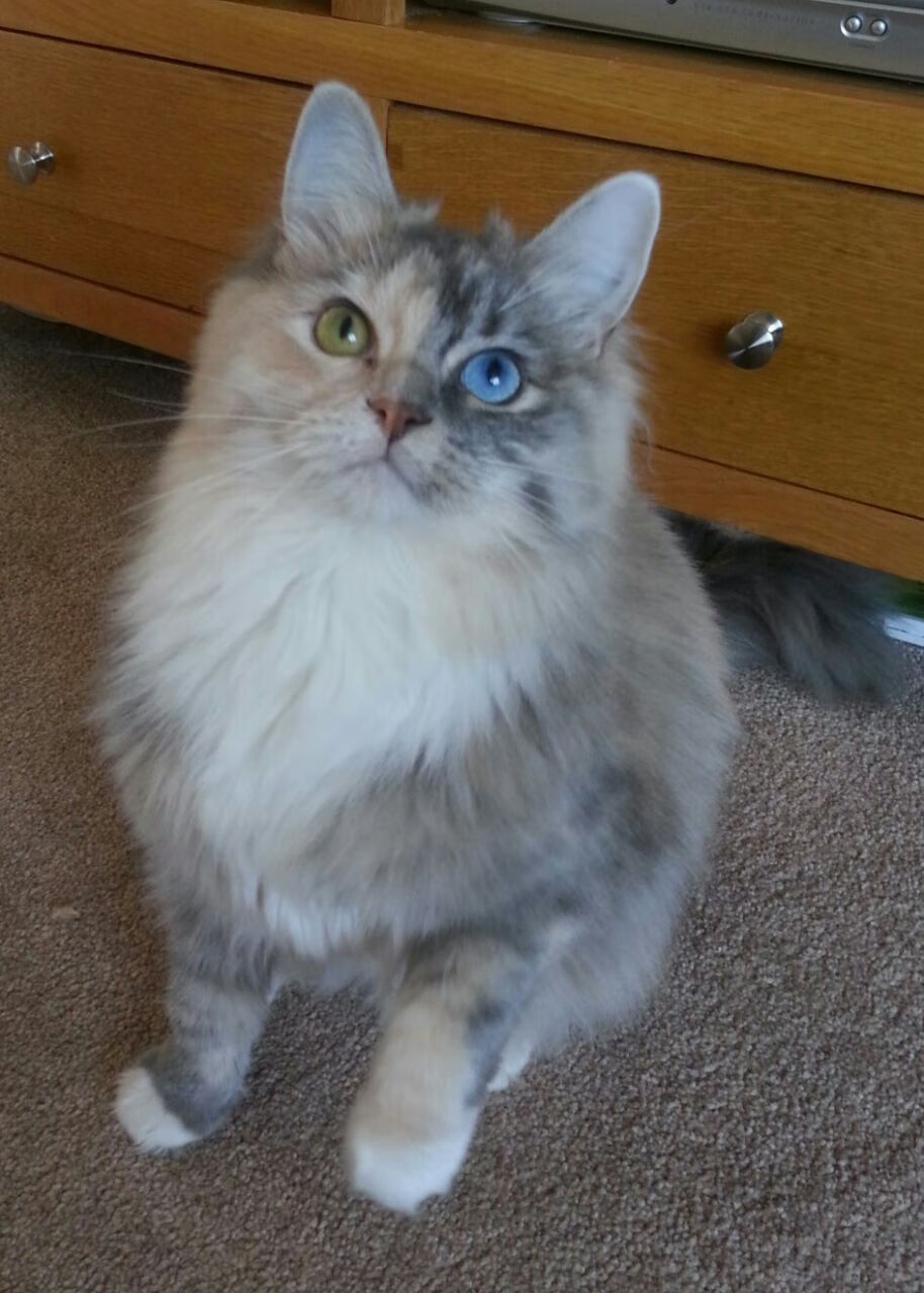 欧文彻底打爆防线！湖人强势拿下掘金喜迎关键胜利