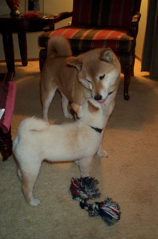 开云体育在线-战鼓擂响前夜，三笘薰，舞台越大，光芒越盛