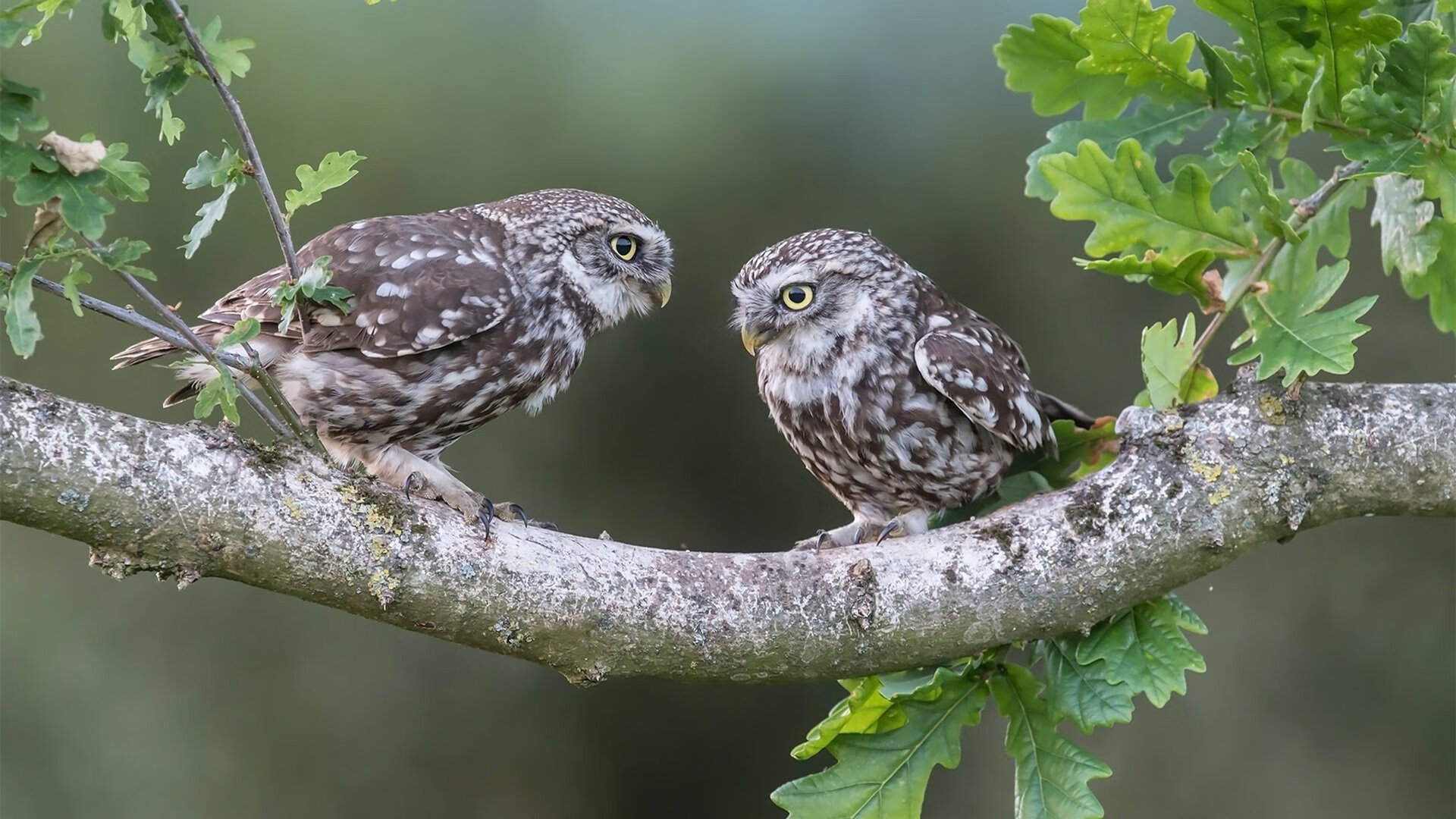 霍勒迪奏响节奏交响曲,马刺主场力克步行者