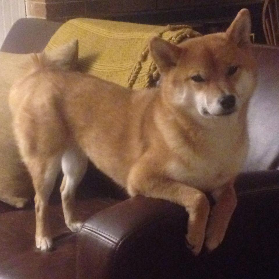 塔图姆生涯之夜狂飙,雷霆与上海队跨洲对决燃爆赛场