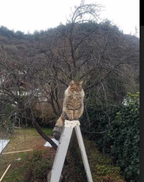 魔术冲垮山西防线,杰伦·格林加冕硬仗之王