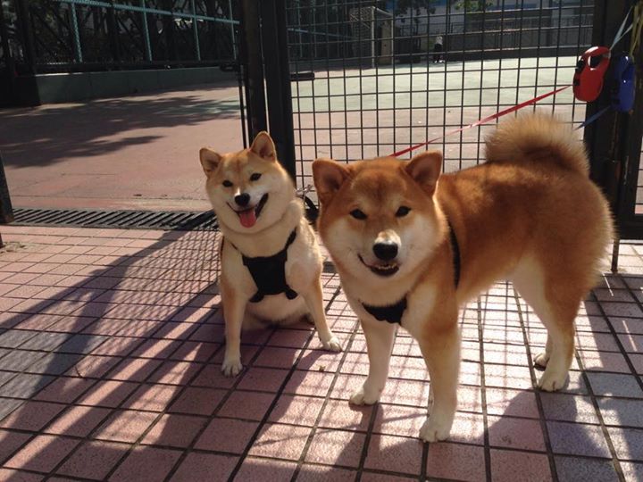 开云体育在线-荷兰战神斩落紫百合，卡拉斯科致命一击定乾坤