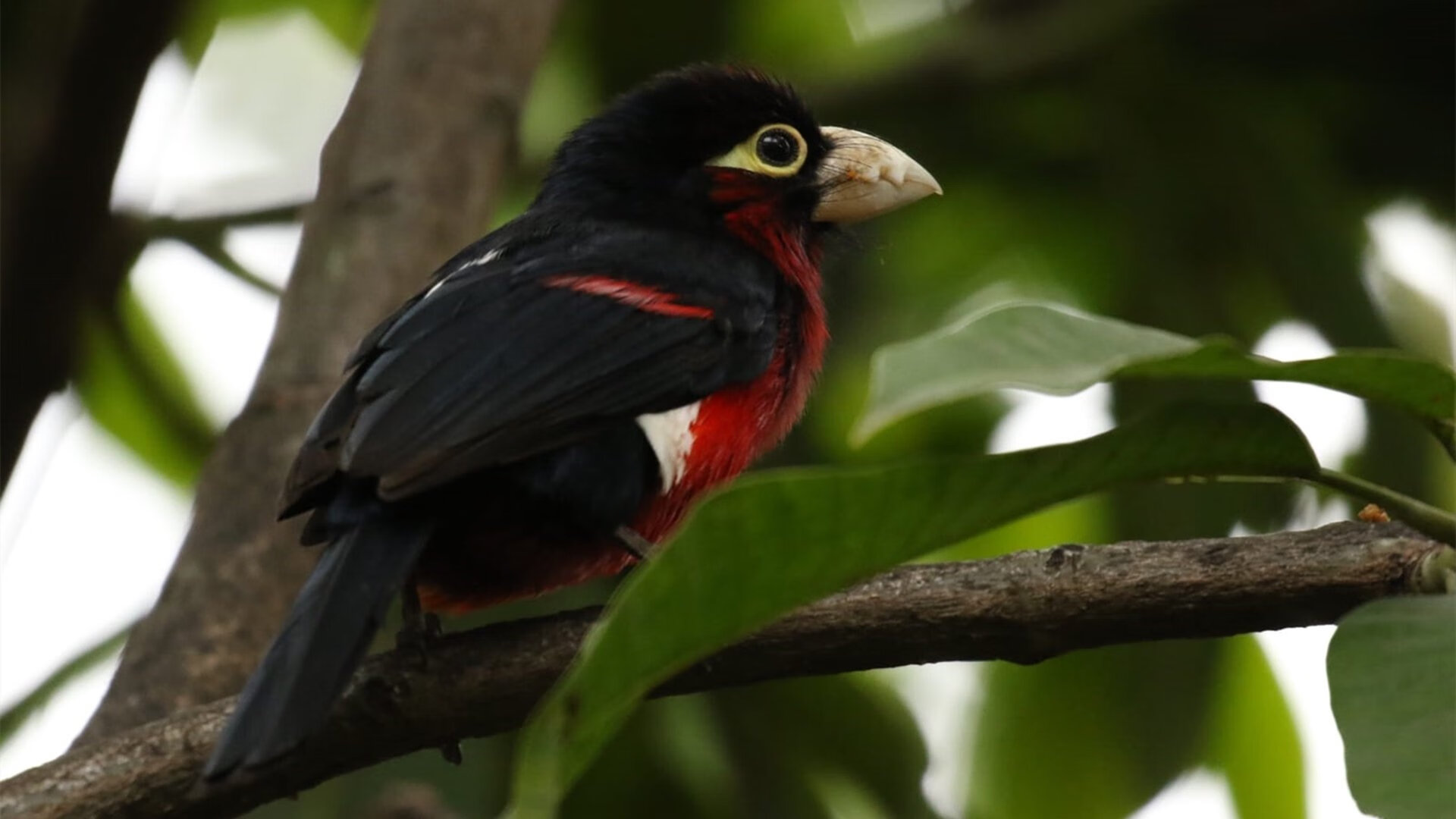 荷兰战神斩落紫百合，卡拉斯科致命一击定乾坤