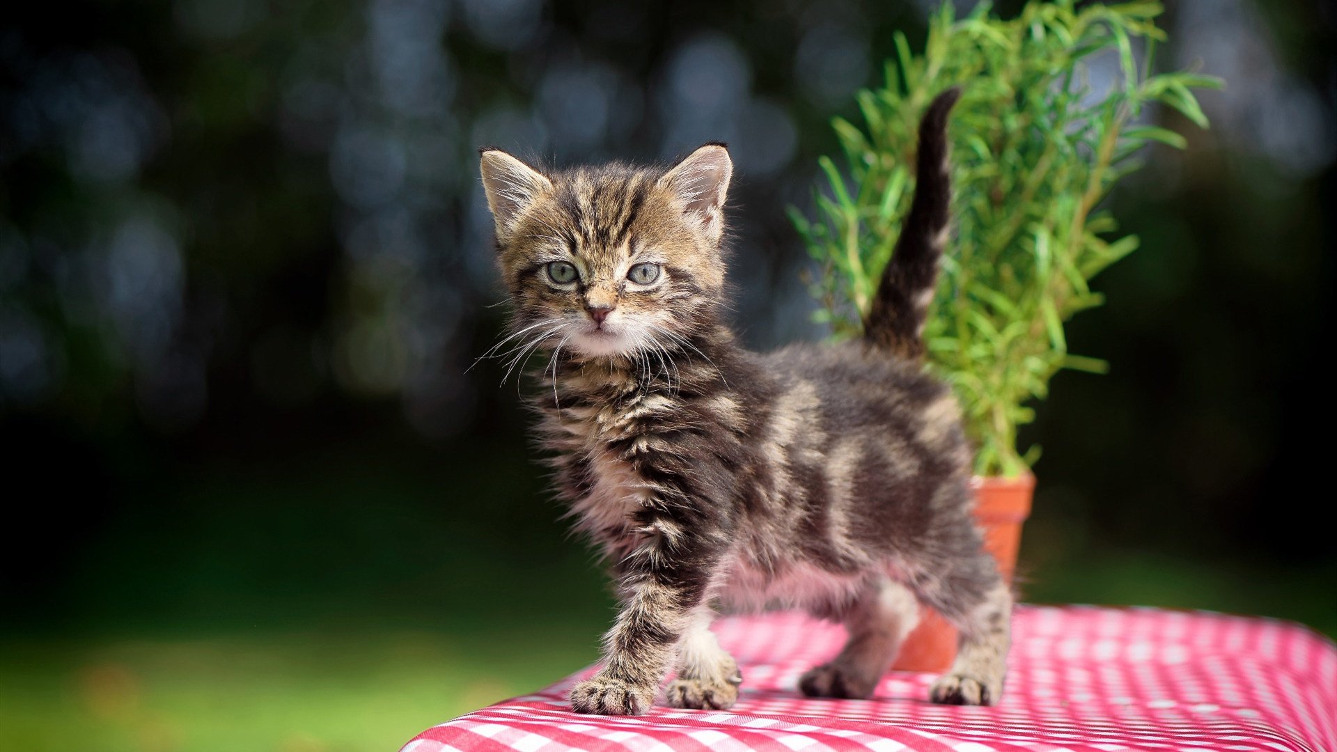 广厦队全面压制勇士创历史,戈贝尔狂砍统治级数据引领胜利