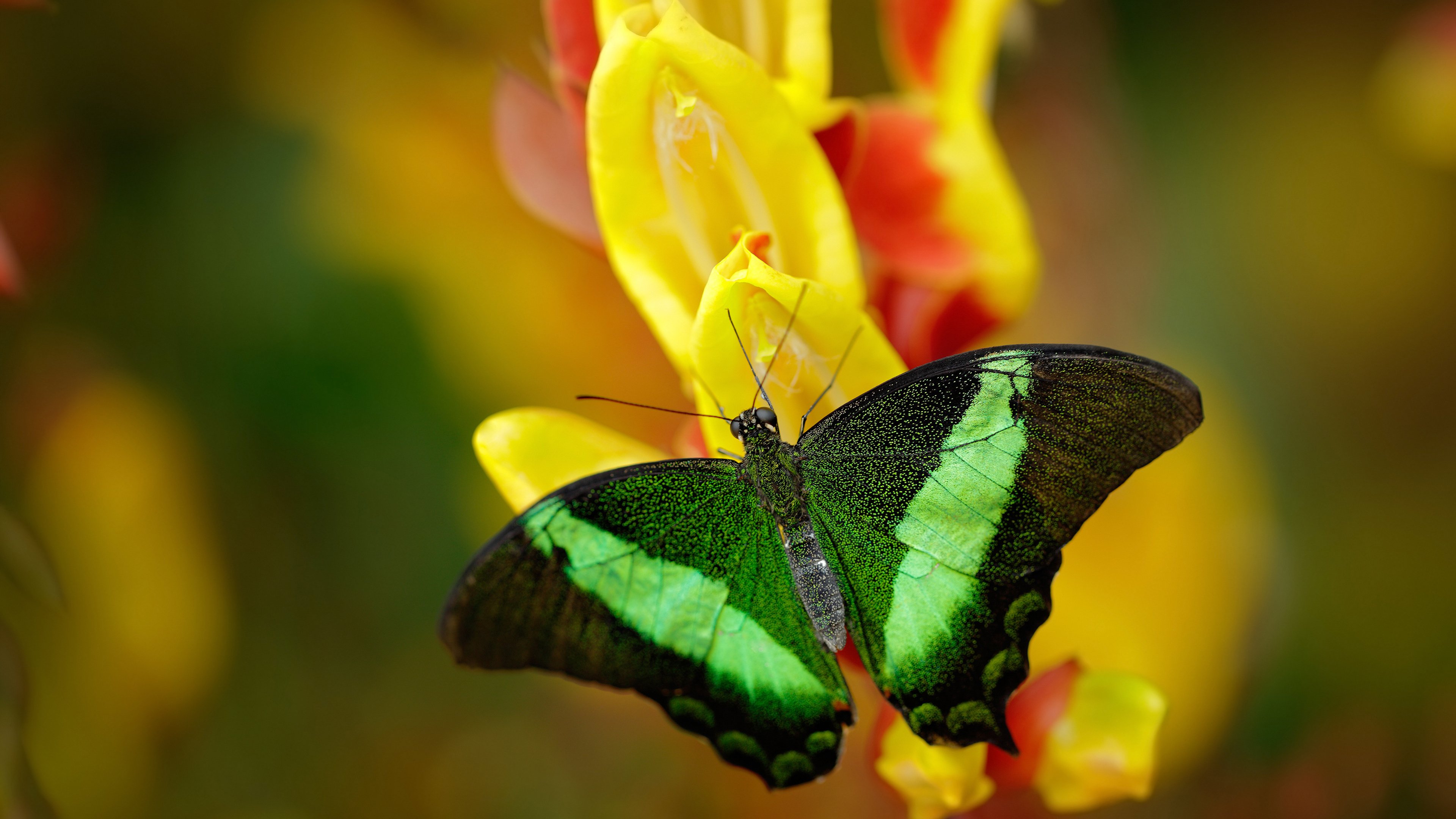 勇士王朝余晖与德甲新王,当库里投出最后一箭,霍勒迪已在柏林加冕