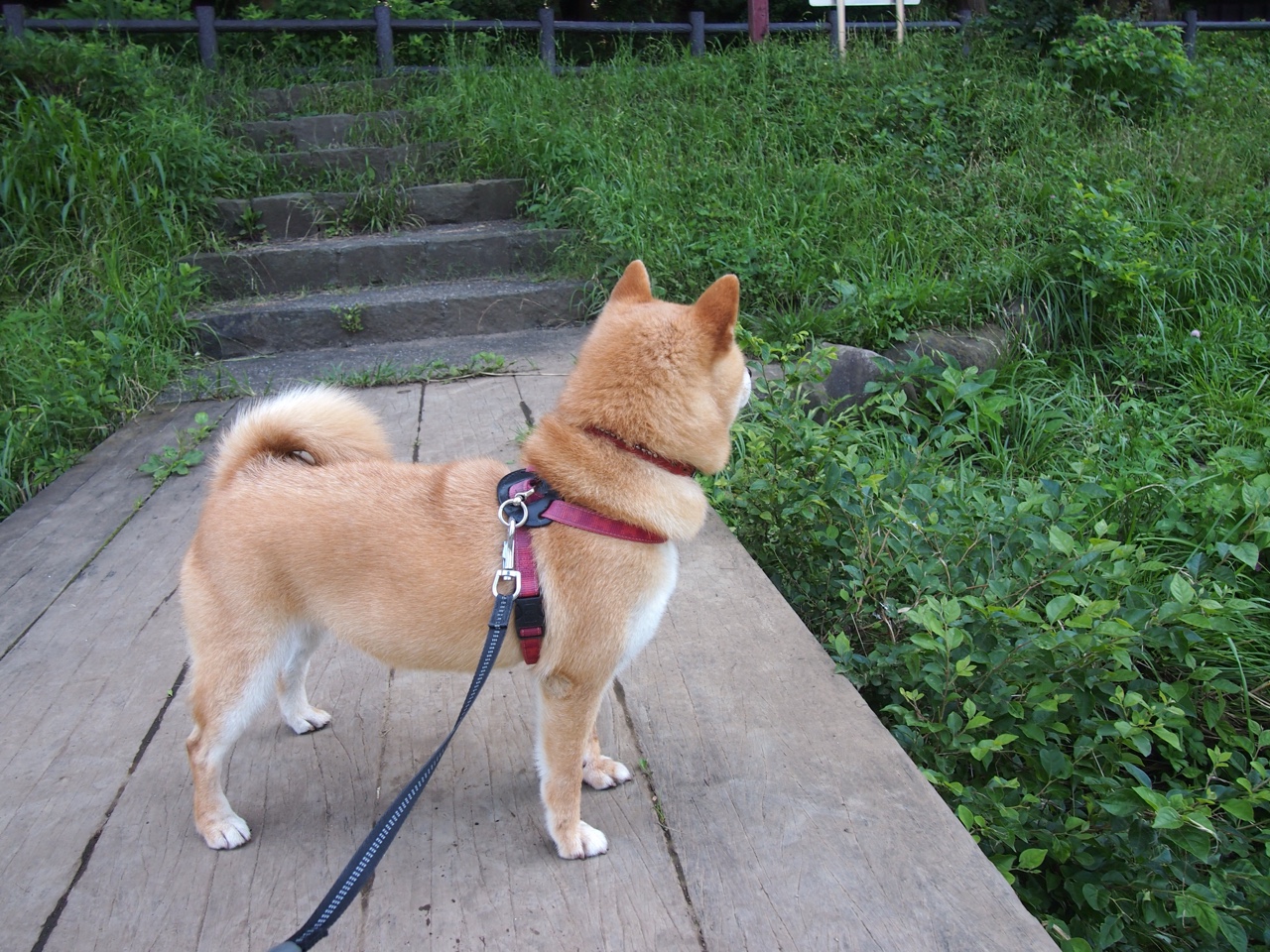 东方铁骑与欧陆王者的交辉，辽宁队强势晋级76人，武切维奇在欧冠决赛接管比赛