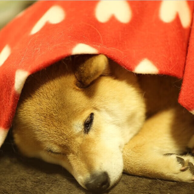 德罗赞生涯新高夜,蜂群灼伤热火